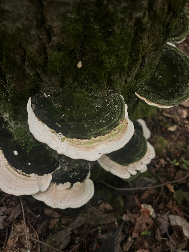Lumpy Bracket