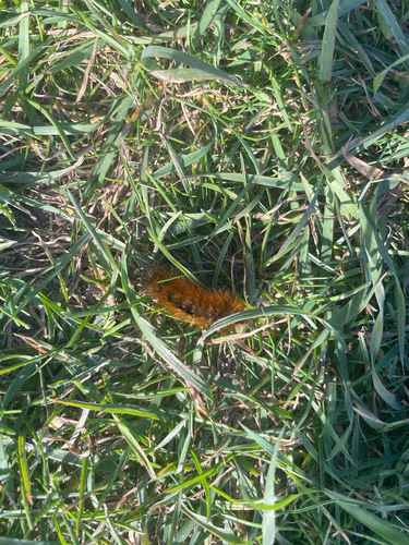 Spilosomina