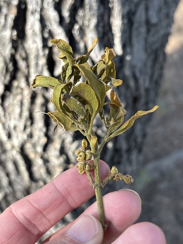 Phoradendron leucarpum, photograph 1