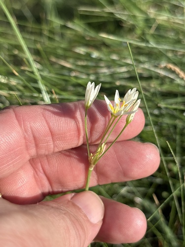 Nothoscordum bivalve