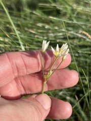Nothoscordum bivalve