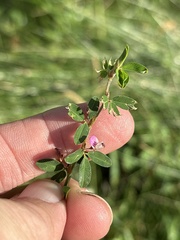 Kummerowia striata, photograph (c) Sam Kieschnick, some rights reserved (CC BY)