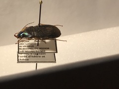 Chlaenius impunctifrons