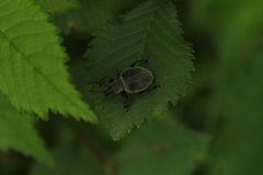 Otiorhynchus vehemens