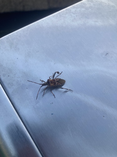 Western Conifer Seed Bug