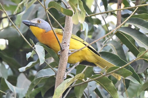 Grey-headed Bushshrike