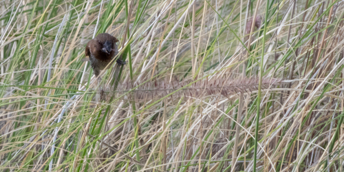 Cenchrus setaceus observed 2026-09-12