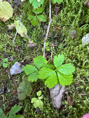 Rubus pedatus, photograph 5