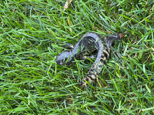 Western Tiger Salamander
