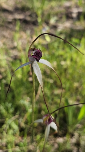 Caladenia behrii, photograph 4