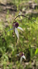 (c) Rosalie Lawrence, some rights reserved (CC BY) Caladenia behrii, photograph (c) Rosalie Lawrence, some rights reserved (CC BY)