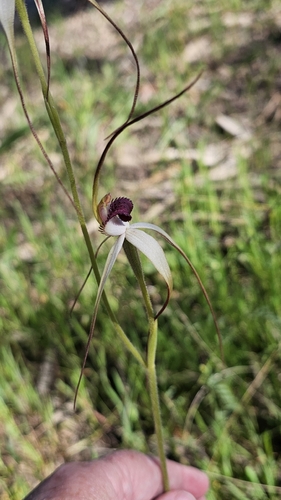 Caladenia behrii, photograph 5