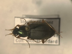Chlaenius brevilabris