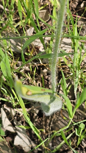 Caladenia behrii, photograph 6