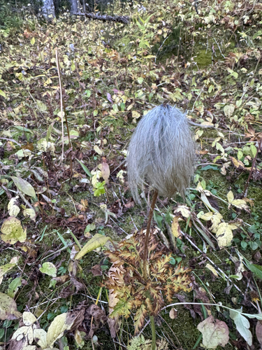 Pulsatilla occidentalis