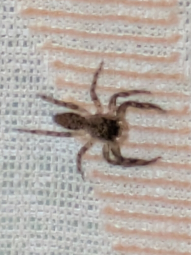 Tan Jumping Spider