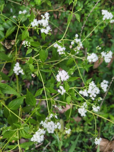 white snakeroot