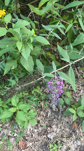 Butterfly bush
