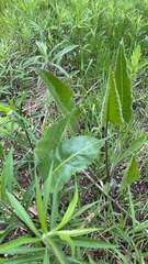 Silphium terebinthinaceum