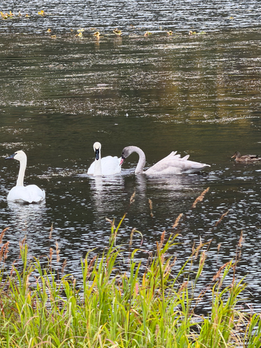 Trumpeter Swan