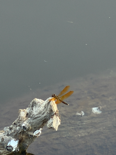 Eastern Amberwing