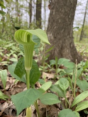 Arisaema triphyllum