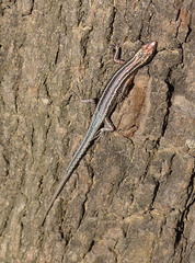 Cryptoblepharus pulcher pulcher