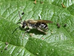 Andrena proxima