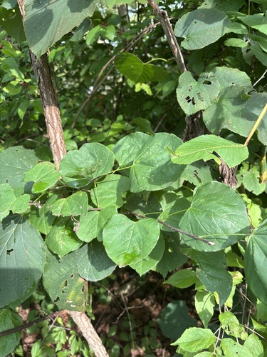eastern redbud