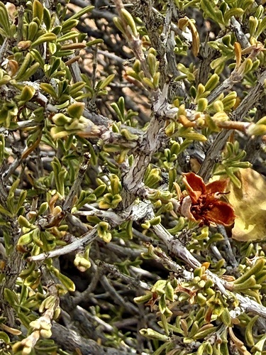 Coleogyne ramosissima