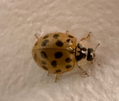 Asian Lady Beetle