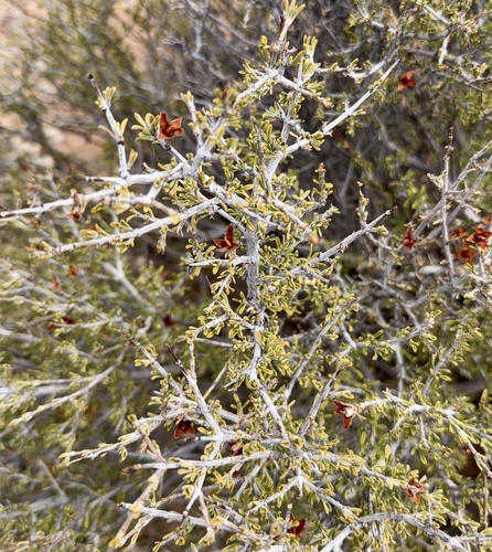 Coleogyne ramosissima, photograph 4