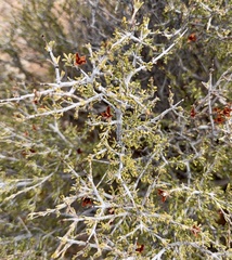 Coleogyne ramosissima, photograph author not stated, no rights reserved