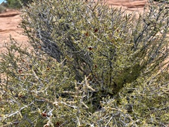 Coleogyne ramosissima, photograph author not stated, no rights reserved