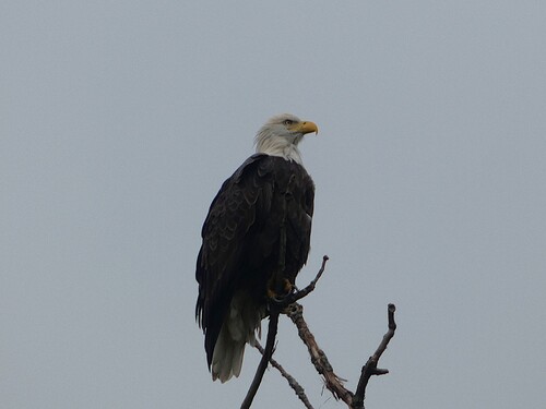 Bald Eagle