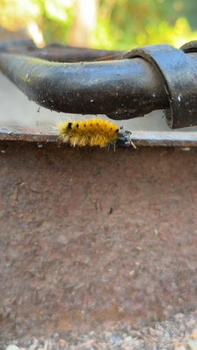 Spotted Tussock Moth