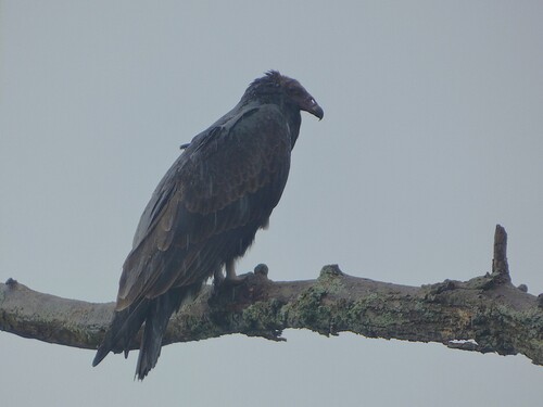 Turkey Vulture