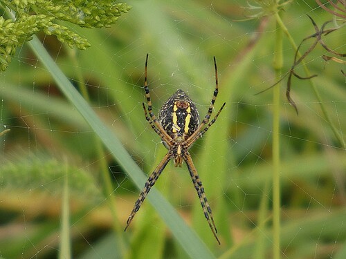 Banded Garden Spider