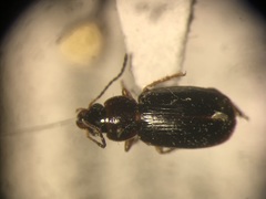Agonoleptus conjunctus