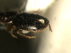 Agonoleptus conjunctus