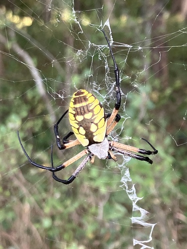 Yellow Garden Spider