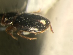 Agonoleptus conjunctus