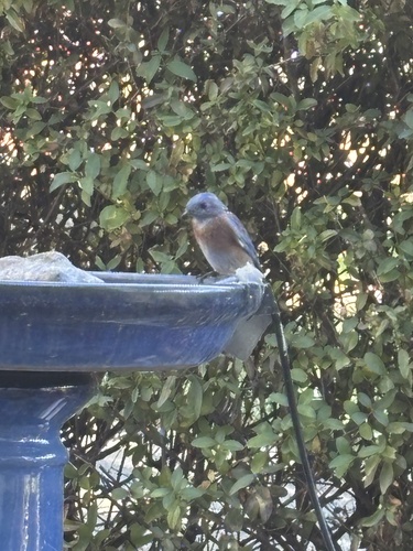 Western Bluebird