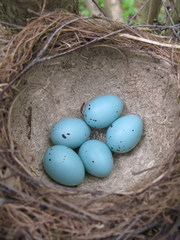 Turdus philomelos