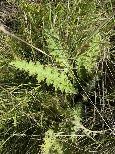 Cirsium palustre, photograph 1