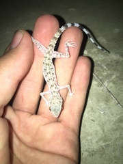 Cyrtopodion hormozganum