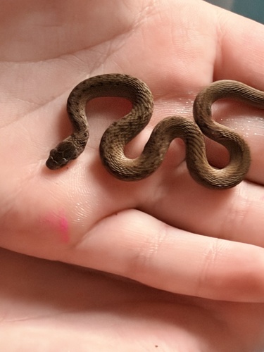 DeKay's Brownsnake