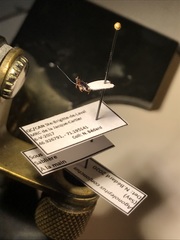 Agonoleptus conjunctus