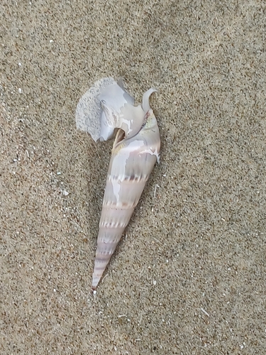 Hastula cinerea observed 2026-09-19