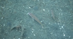 Parupeneus heptacantha